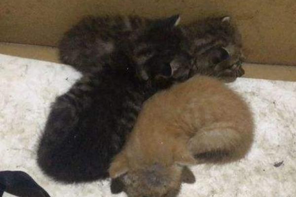 貓身上有虱子怎么辦 貓虱子怎么去除