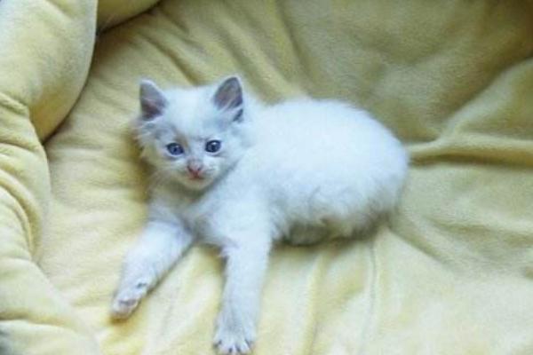 貓身上有虱子怎么辦 貓虱子怎么去除