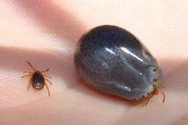 貓身上有虱子怎么辦 貓虱子怎么去除