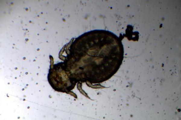 小狗身上有虱子怎么辦 狗虱子怎么去除