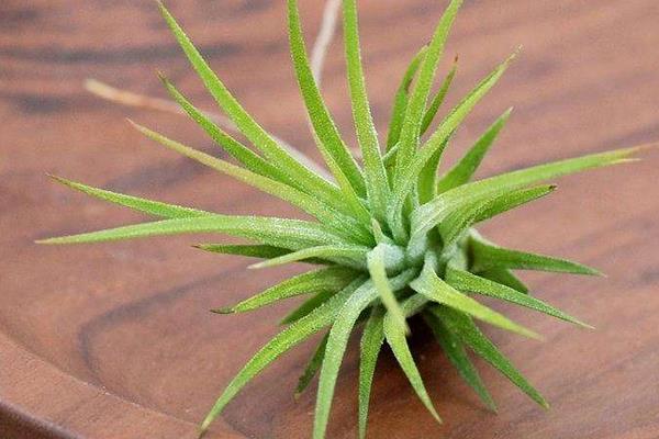 空氣鳳梨種子市場價格多少錢一斤 新手怎么養(yǎng)空氣鳳梨