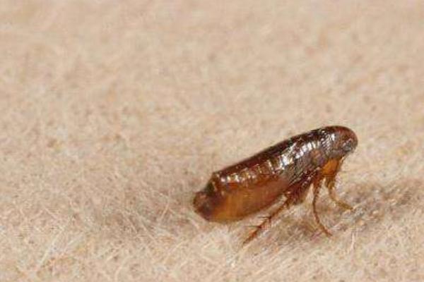 被跳蚤咬了怎么辦（止癢方法） 跳蚤咬了擦什么藥