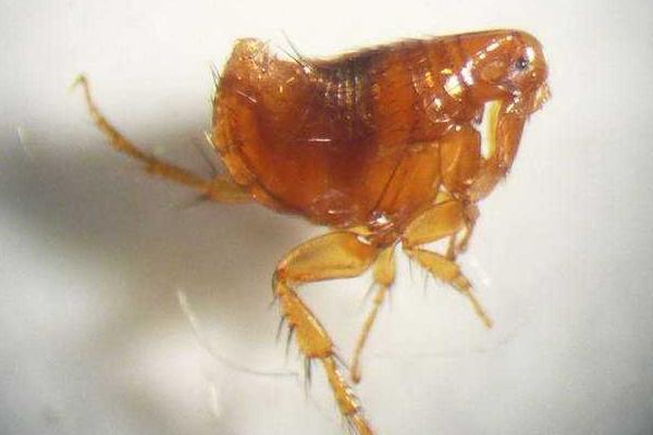 跳蚤的克星是誰（天敵） 床上可以放什么驅跳蚤