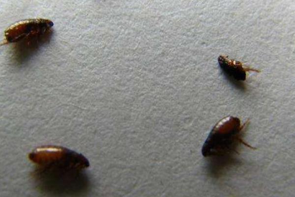 跳蚤怎么消滅 家里有跳蚤怎么辦（快速去除方法）