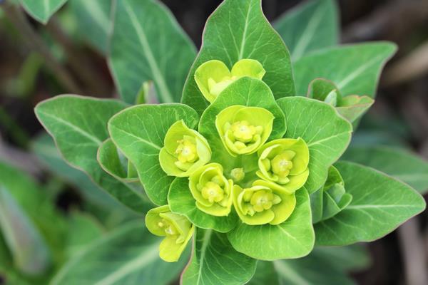 狼毒功效與作用及禁忌 狼毒藥用價值