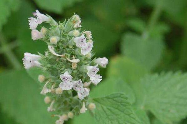 荊芥怎么種 荊芥種植時間和方法