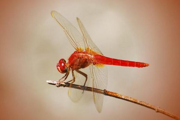 蜻蜓吃什么 蜻蜓為什么要點水