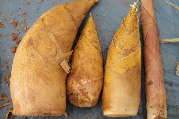 冬筍市場價格多少錢一斤 春筍和冬筍的區別是什么