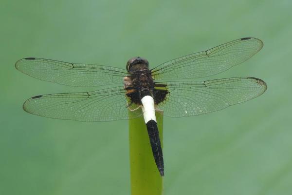 蜻蜓吃什么 蜻蜓為什么要點水