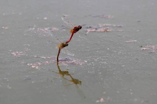 蜻蜓吃什么 蜻蜓為什么要點水
