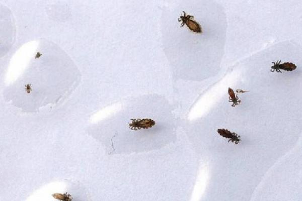 家里有虱子怎么辦 百部怎么使用殺死虱子