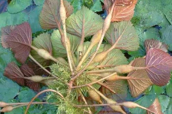 菱角藤功效與作用及禁忌 菱角藤的營養價值