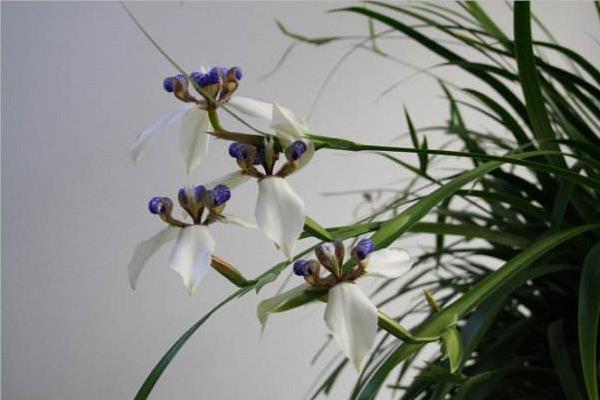 巴西鳶尾蘭有毒嗎 巴西鳶尾蘭能放在室內臥室嗎