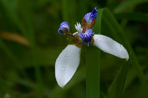 巴西鳶尾蘭怎么澆水（多久澆一次） 巴西鳶尾的繁殖方法