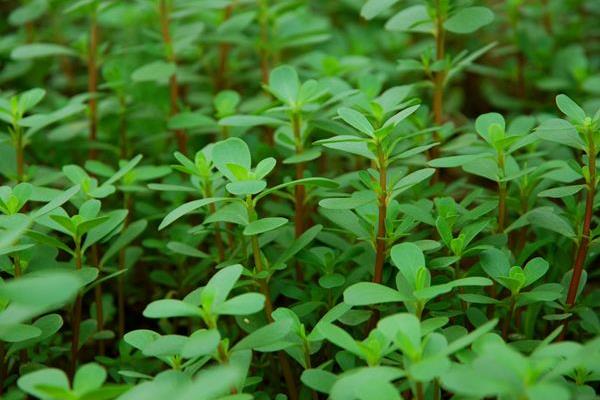 老鼠耳菜的功效與作用 老鼠耳藥用價值