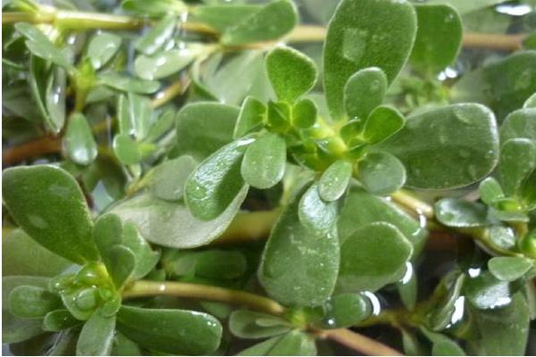 老鼠耳菜的功效與作用 老鼠耳藥用價值