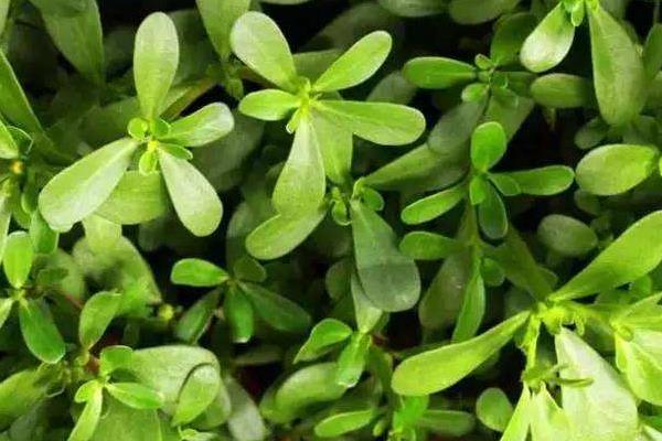 老鼠耳菜的功效與作用 老鼠耳藥用價值