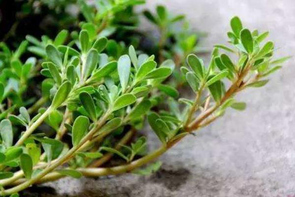 老鼠耳菜的功效與作用 老鼠耳藥用價值