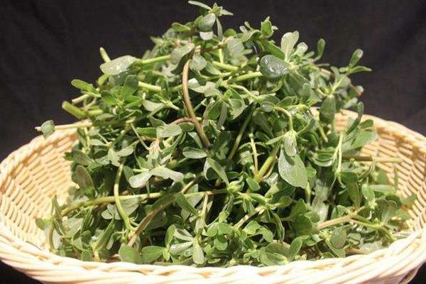 老鼠耳菜的功效與作用 老鼠耳藥用價值