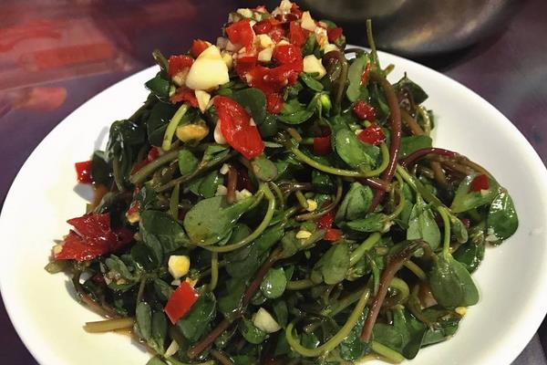 老鼠耳菜的功效與作用 老鼠耳藥用價值