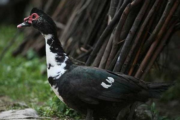 火鴨養殖技術與注意事項 鴨常見病防治方法