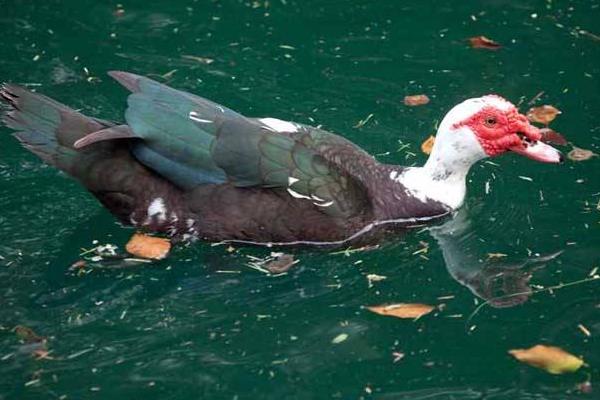 火鴨養殖技術與注意事項 鴨常見病防治方法