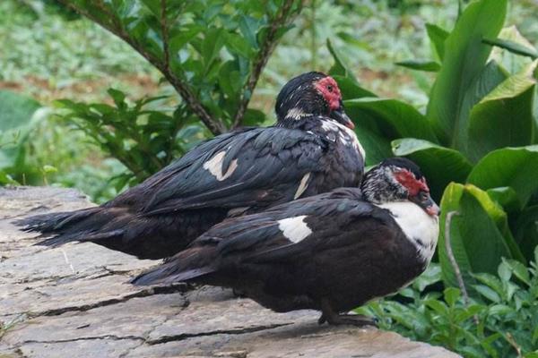 火鴨養殖技術與注意事項 鴨常見病防治方法