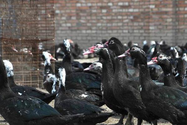 火鴨養殖技術與注意事項 鴨常見病防治方法