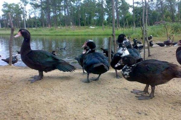 火鴨養殖技術與注意事項 鴨常見病防治方法