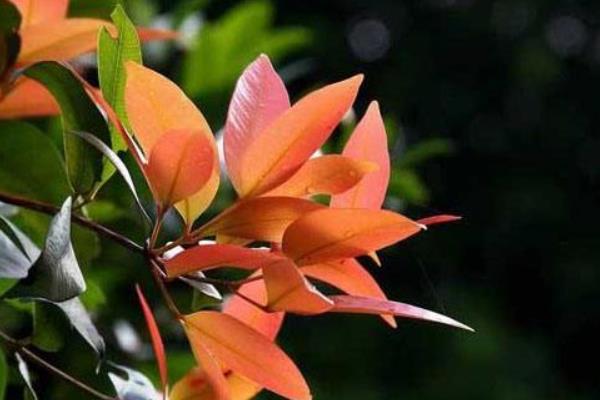 紅葉石楠市場價格多少錢一棵（8公分、18公分等） 紅葉石楠主要價值