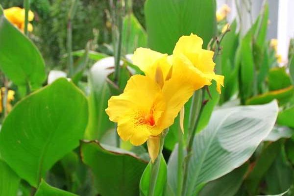 美人梅怎么種 美人梅種植方法與注意事項