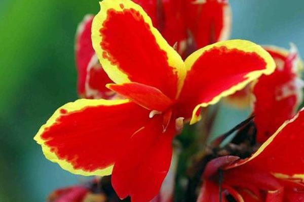 美人梅怎么種 美人梅種植方法與注意事項