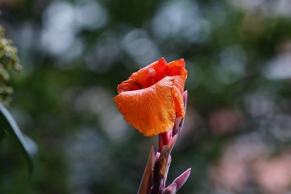 美人蕉圖片大全 美人蕉花語及寓意 美人蕉有什么作用