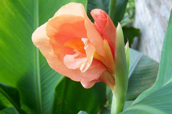 美人蕉圖片大全 美人蕉花語及寓意 美人蕉有什么作用