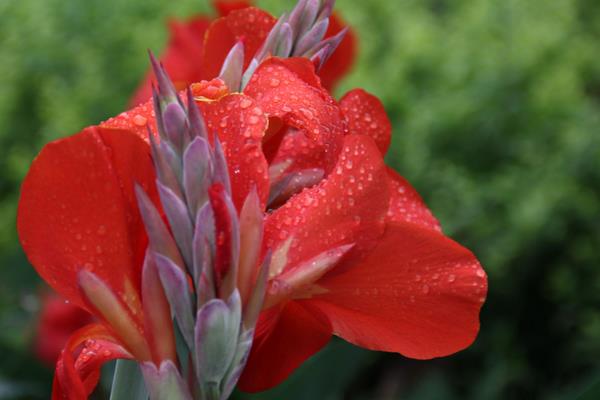 美人蕉圖片大全 美人蕉花語及寓意 美人蕉有什么作用