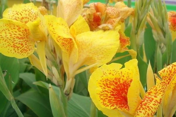 美人蕉圖片大全 美人蕉花語及寓意 美人蕉有什么作用