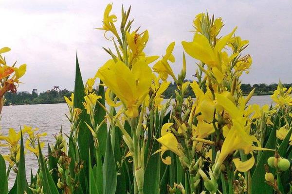 美人蕉圖片大全 美人蕉花語及寓意 美人蕉有什么作用