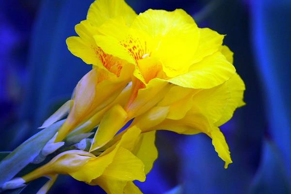 美人蕉圖片大全 美人蕉花語及寓意 美人蕉有什么作用