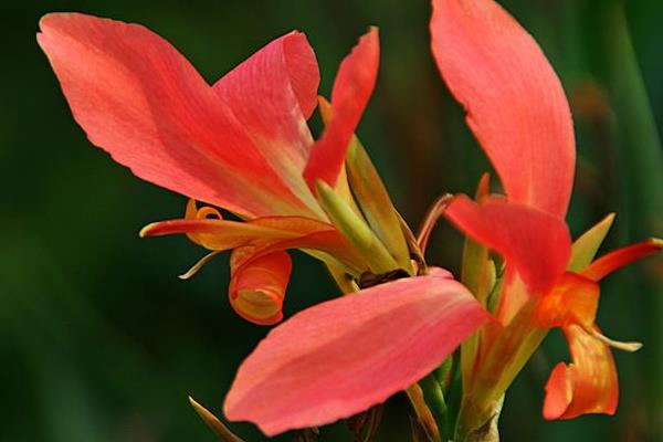 美人蕉圖片大全 美人蕉花語及寓意 美人蕉有什么作用