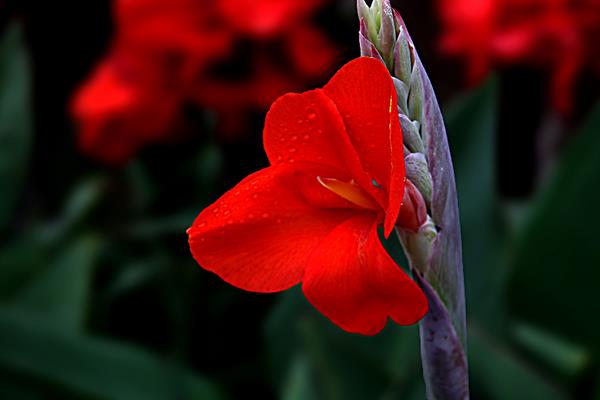 美人蕉圖片大全 美人蕉花語及寓意 美人蕉有什么作用