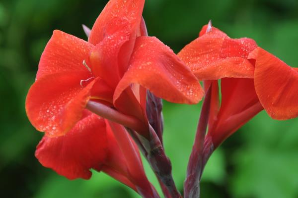 美人蕉圖片大全 美人蕉花語及寓意 美人蕉有什么作用