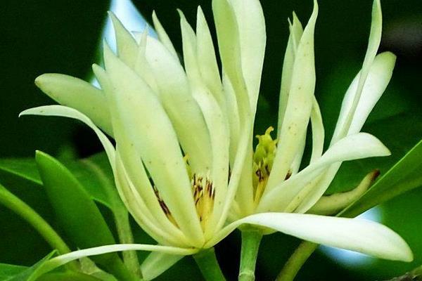 白蘭花什么時(shí)候開花 白蘭花花期是幾月