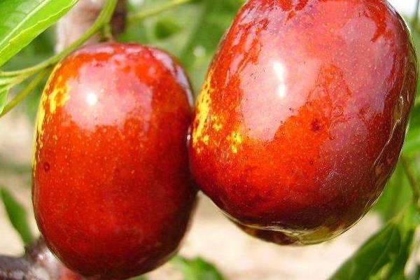 夢見吃棗子是什么意思 女人夢到自己吃大紅棗有什么預兆