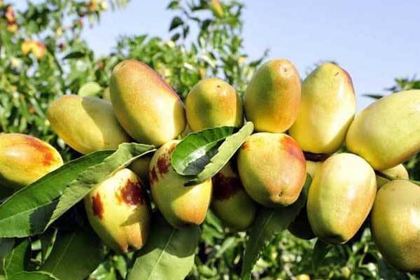 夢見吃棗子是什么意思 女人夢到自己吃大紅棗有什么預兆