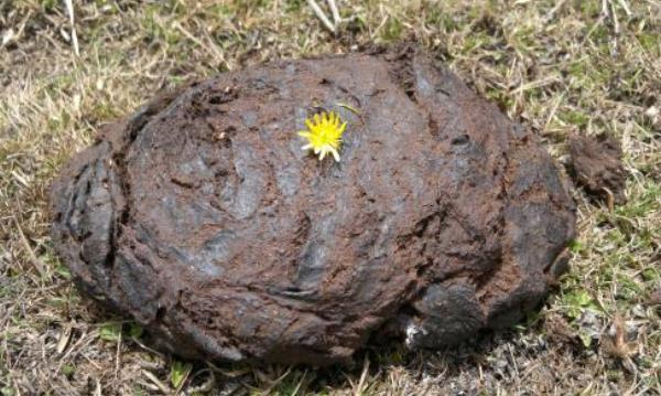 夢見牛糞是什么意思 女人夢到踩到牛糞有什么預兆