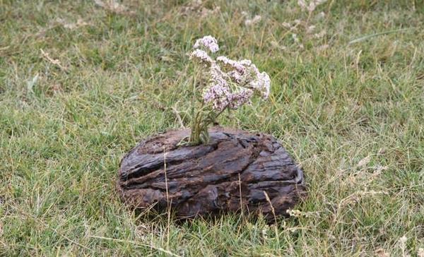 夢見牛糞是什么意思 女人夢到踩到牛糞有什么預(yù)兆