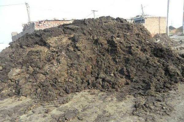 夢見牛糞是什么意思 女人夢到踩到牛糞有什么預(yù)兆