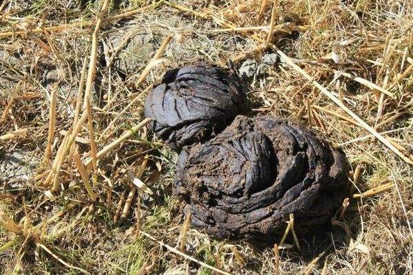 夢見牛糞是什么意思 女人夢到踩到牛糞有什么預(yù)兆