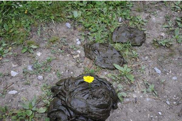 夢見牛糞是什么意思 女人夢到踩到牛糞有什么預(yù)兆