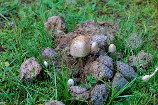 夢見牛糞是什么意思 女人夢到踩到牛糞有什么預(yù)兆